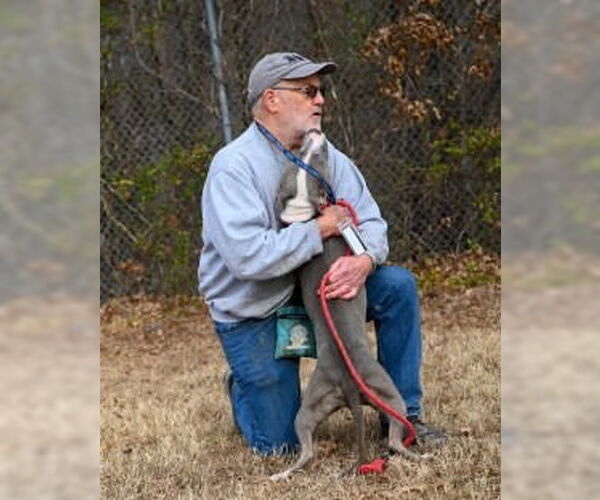 Medium Photo #7 Mutt Puppy For Sale in Glen Allen, VA, USA