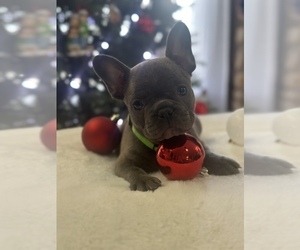 French Bulldog Puppy for sale in WEATHERFORD, TX, USA