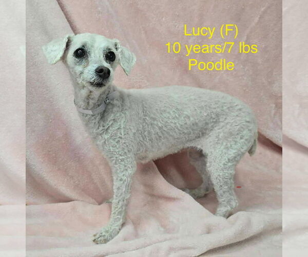 Medium Photo #3 Mutt Puppy For Sale in pomfret, CT, USA