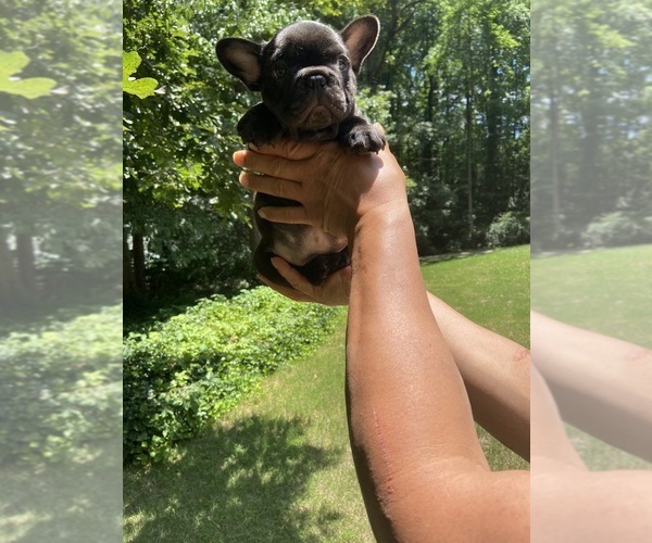 Medium Photo #1 French Bulldog Puppy For Sale in CLEVELAND, NC, USA