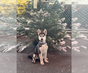 Siberian Husky Puppy for sale in LAGUNA BEACH, CA, USA