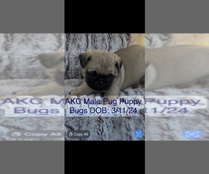 Pug Puppy for sale in NILES, MI, USA