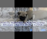 Image preview for Ad Listing. Nickname: AKC Bugs