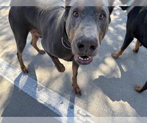 Doberman Pinscher-Unknown Mix Dogs for adoption in Grand Prairie, TX, USA