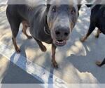 Small Doberman Pinscher Mix