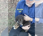 Puppy Amelie Aussiedoodle