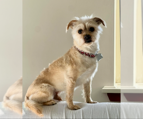 Medium Photo #8 Mutt Puppy For Sale in Cranston, RI, USA