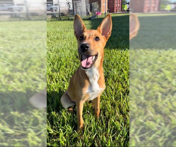 Medium Photo #2 Black Mouth Cur Puppy For Sale in Rosenberg, TX, USA