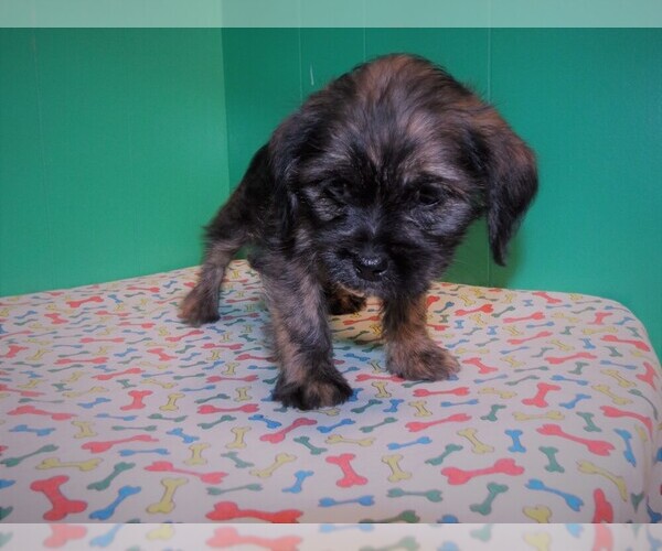 Medium Photo #3 Shorkie Tzu Puppy For Sale in PATERSON, NJ, USA