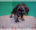 Small Photo #3 Shorkie Tzu Puppy For Sale in PATERSON, NJ, USA