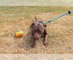 Small Photo #29 American Pit Bull Terrier-Unknown Mix Puppy For Sale in Rowlett, TX, USA