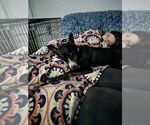 Small #1 Mutt