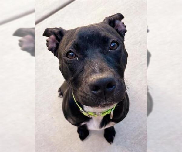 Medium Photo #1 American Pit Bull Terrier-Unknown Mix Puppy For Sale in Sacramento, CA, USA