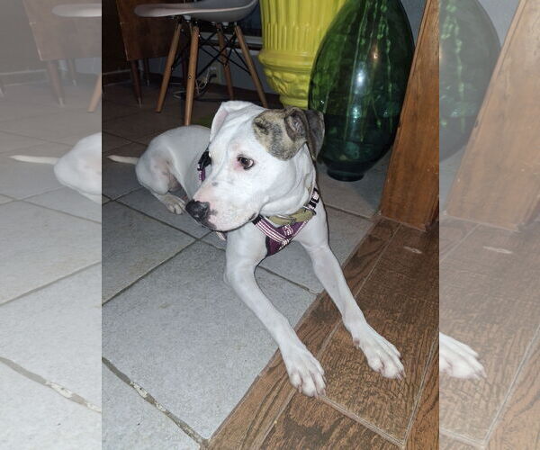 Medium Photo #6 American Pit Bull Terrier-Unknown Mix Puppy For Sale in Pleasanton, TX, USA