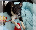 Small #23 Border Collie
