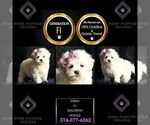 Small Photo #121 Maltipoo Puppy For Sale in WARSAW, IN, USA