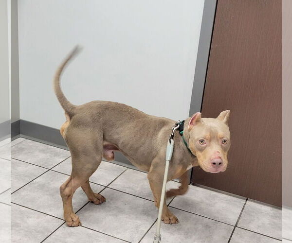 Medium Photo #4 American Pit Bull Terrier Puppy For Sale in Dublin, OH, USA