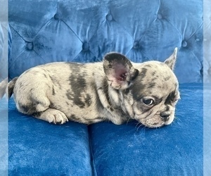 Medium French Bulldog