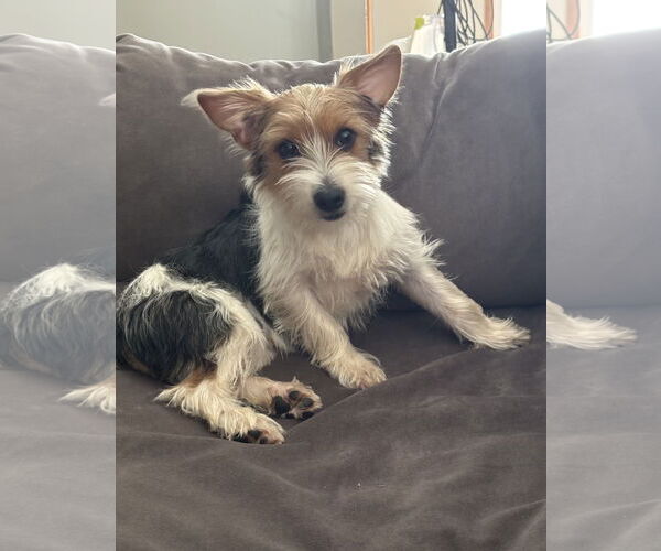 Medium Photo #4 Mutt Puppy For Sale in St. Louis Park, MN, USA