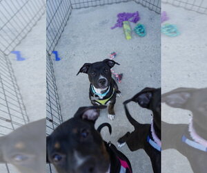 American Staffordshire Terrier-Unknown Mix Dogs for adoption in Holly Springs, NC, USA