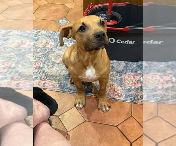 Medium Photo #15 Mutt Puppy For Sale in New York, NY, USA