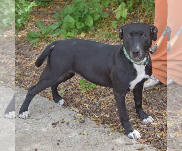 Medium Photo #2 American Staffordshire Terrier-Boxer Mix Puppy For Sale in Huntley, IL, USA