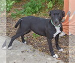 Small #1 American Staffordshire Terrier-Boxer Mix