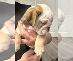 Small #2 English Bulldog