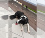 Small #1 Border Collie