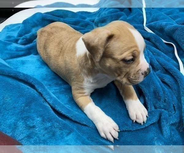 Medium Photo #95 American Bully Puppy For Sale in REESEVILLE, WI, USA