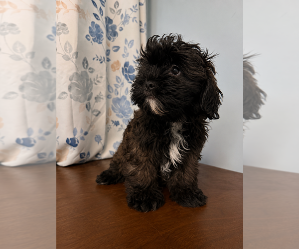 Medium Photo #12 Shih-Poo Puppy For Sale in DURHAM, CT, USA