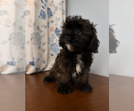 Small #11 Shih-Poo