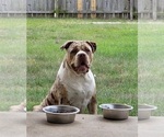 Small Photo #6 American Bully Puppy For Sale in CLEVELAND, GA, USA