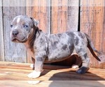 Small Photo #11 American Bully Puppy For Sale in LOS ANGELES, CA, USA