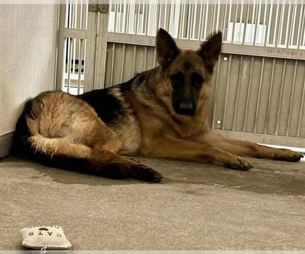 Medium Photo #1 German Shepherd Dog Puppy For Sale in Stockton, CA, USA