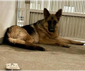 German Shepherd Dog Dogs for adoption in Stockton, CA, USA