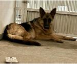 Small German Shepherd Dog