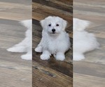 Small Photo #11 Maltese Puppy For Sale in LOCKHART, TX, USA