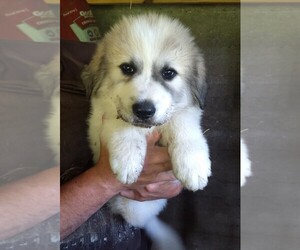 Great Pyrenees Puppy for sale in IRONDALE, MO, USA