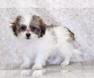 Zuchon Puppy for sale in MARIETTA, GA, USA