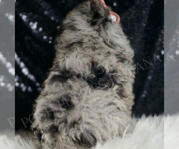 Medium Photo #6 Poodle (Toy) Puppy For Sale in WARSAW, IN, USA