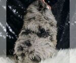 Small #5 Poodle (Toy)