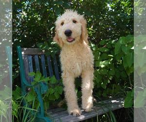 Goldendoodle Puppy for sale in PEYTON, CO, USA
