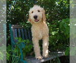 Small Goldendoodle