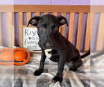 Small #2 Labrador Retriever Mix