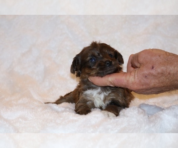 Medium Photo #8 Poodle (Toy)-YorkiePoo Mix Puppy For Sale in DYERSBURG, TN, USA