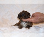 Small Photo #8 Poodle (Toy)-YorkiePoo Mix Puppy For Sale in DYERSBURG, TN, USA