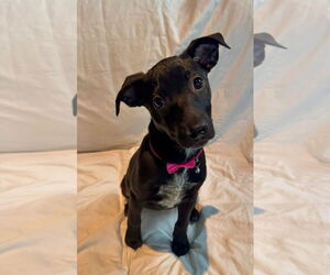Mutt Dogs for adoption in Mobile, AL, USA