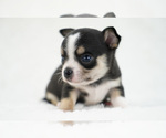 Small Photo #8 Chihuahua Puppy For Sale in UNION GROVE, NC, USA
