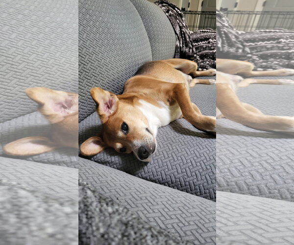 Medium Photo #17 Beagle-Unknown Mix Puppy For Sale in Germantown, OH, USA